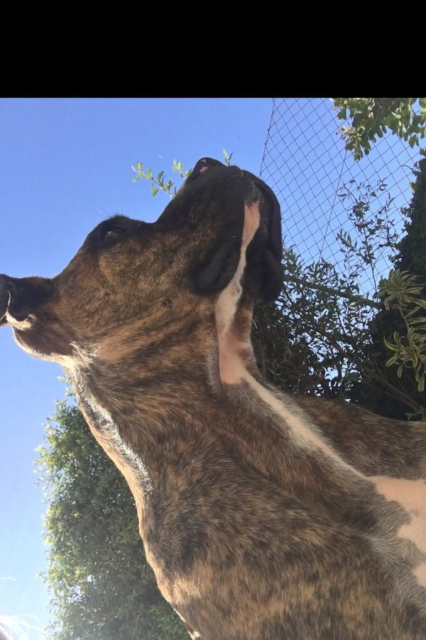 Cão resgatado, focinho ao sol