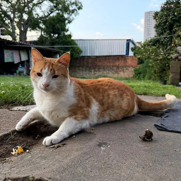 Gato resgatado ao ar livre