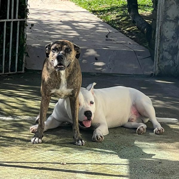 Dois cães da casa