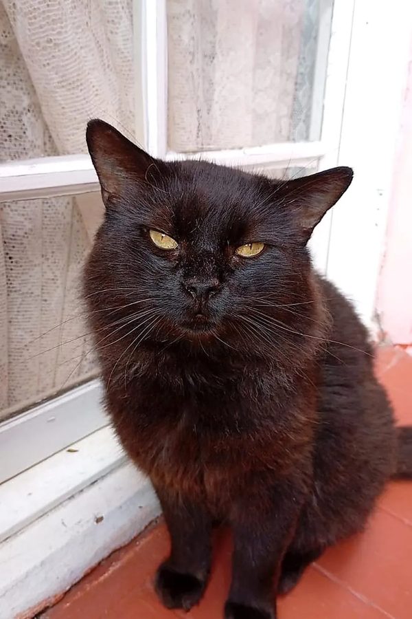 Gato preto resgatado