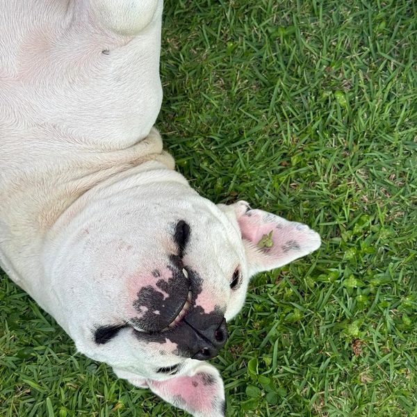 Cão resgatado