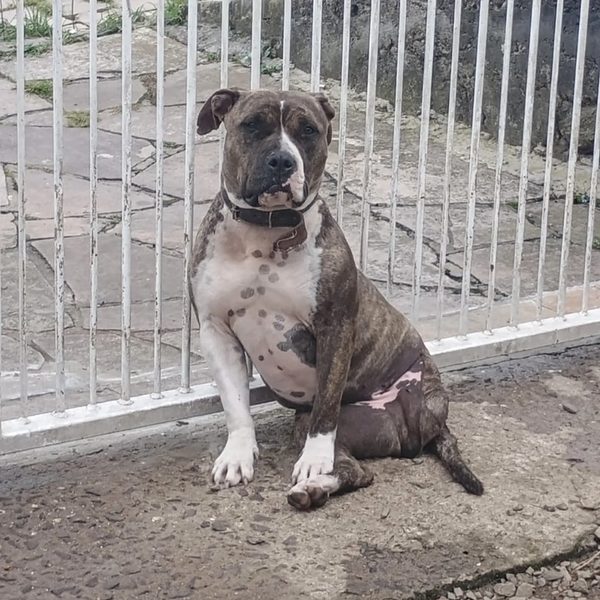 Cão resgatado com sequela de maus-tratos