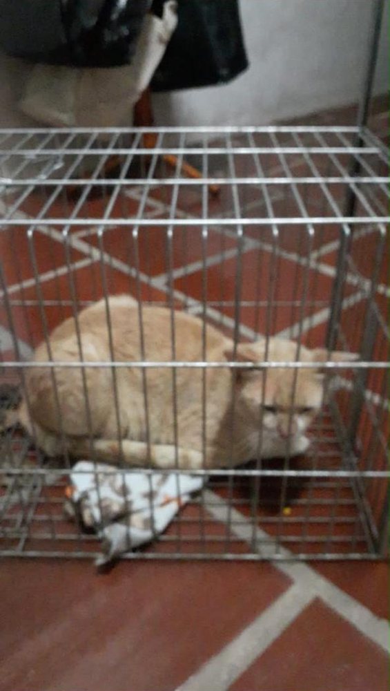 Gato resgatado em caixa de transporte