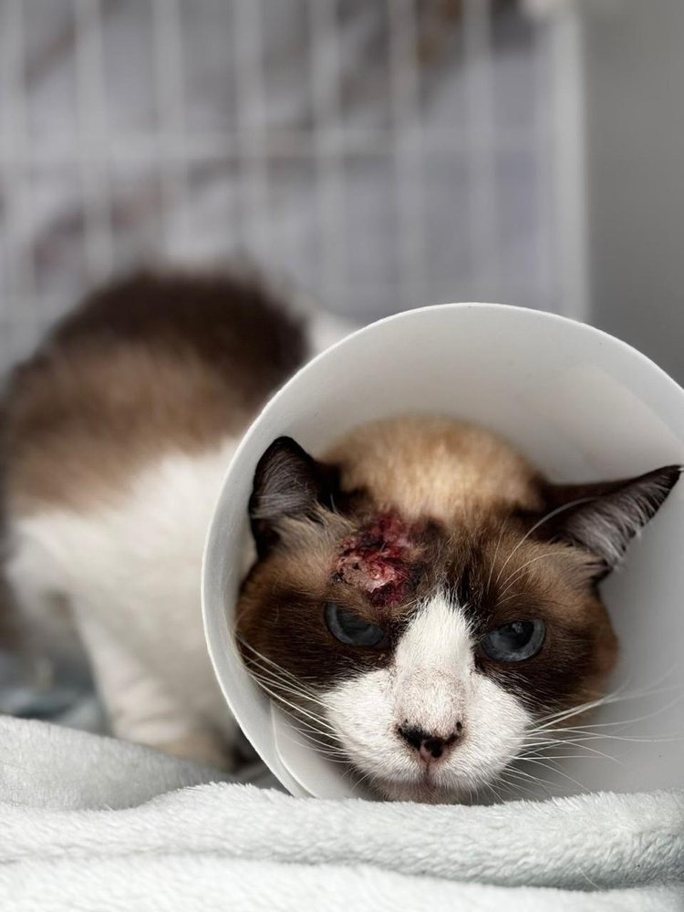 Gato em recuperação, com colar pós-cirúrgico