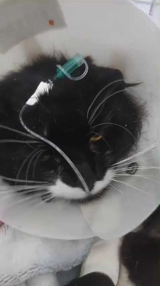 Gato preto internado, em tratamento