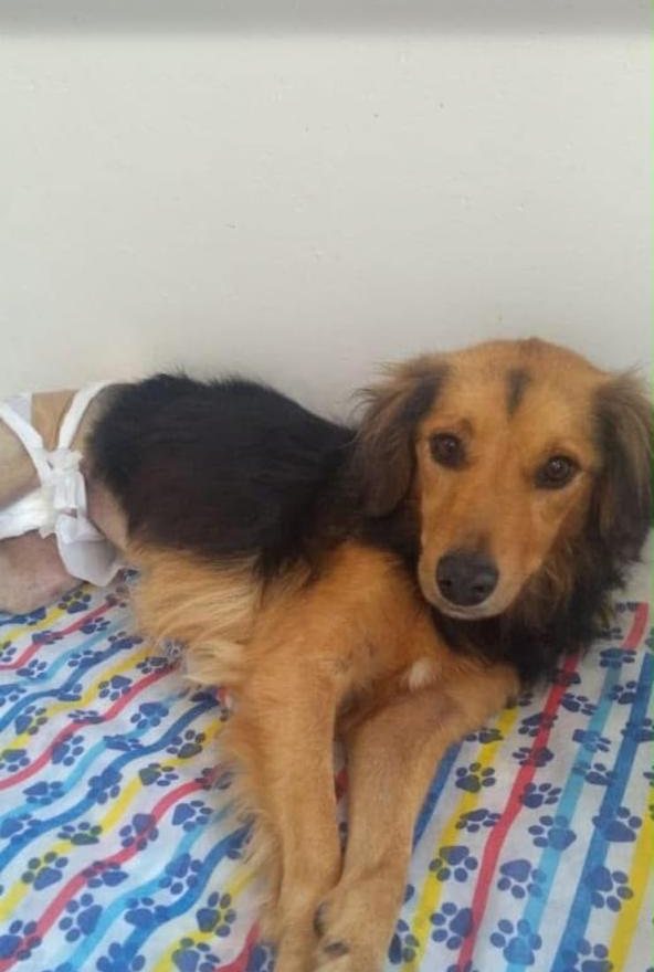 Cão resgatado descansando após o atendimento